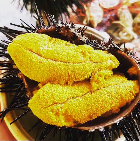 Local Live Sea Urchin "UNI"